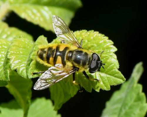 Réf. 228 797 : Myathropa florea